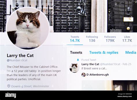 larry the cat twitter